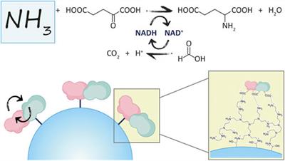 Fusion of Glutamate Dehydrogenase and Formate Dehydrogenase Yields a Bifunctional Efficient Biocatalyst for the Continuous Removal of Ammonia